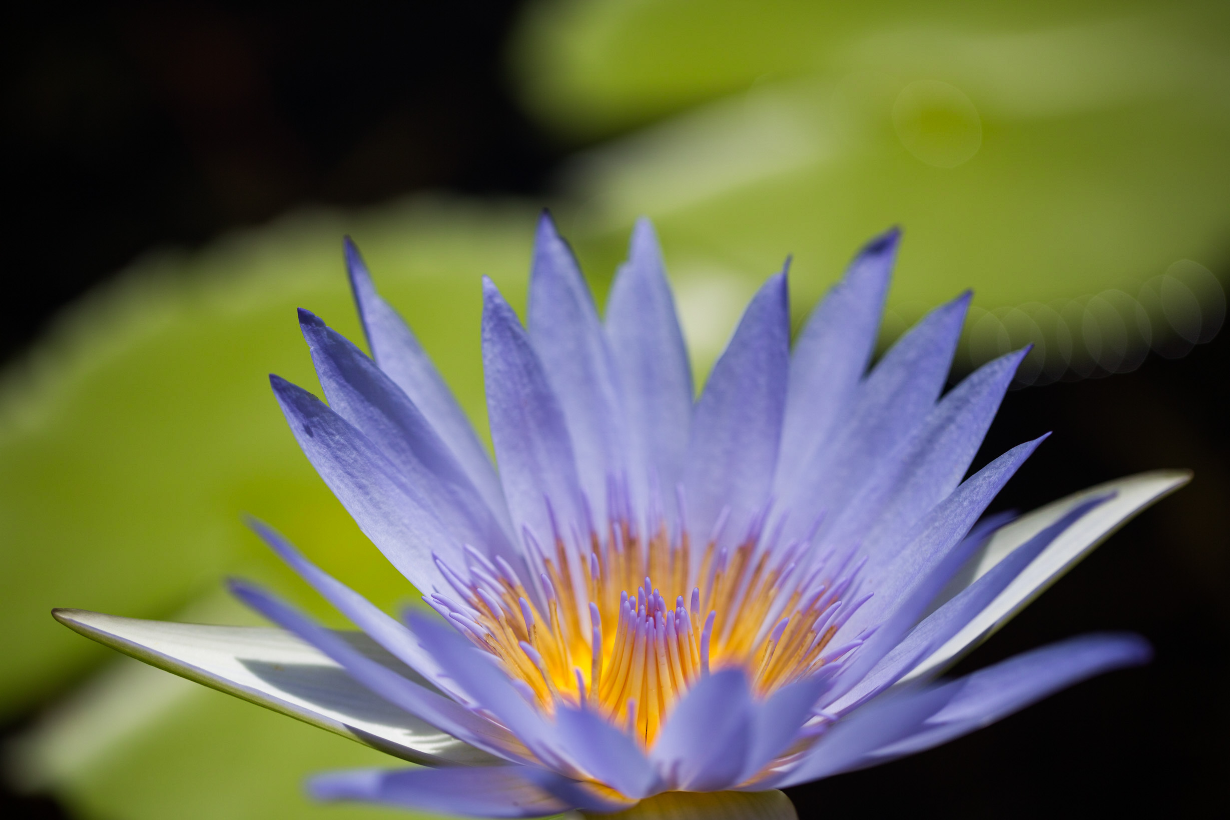 Nymphaea Seerose