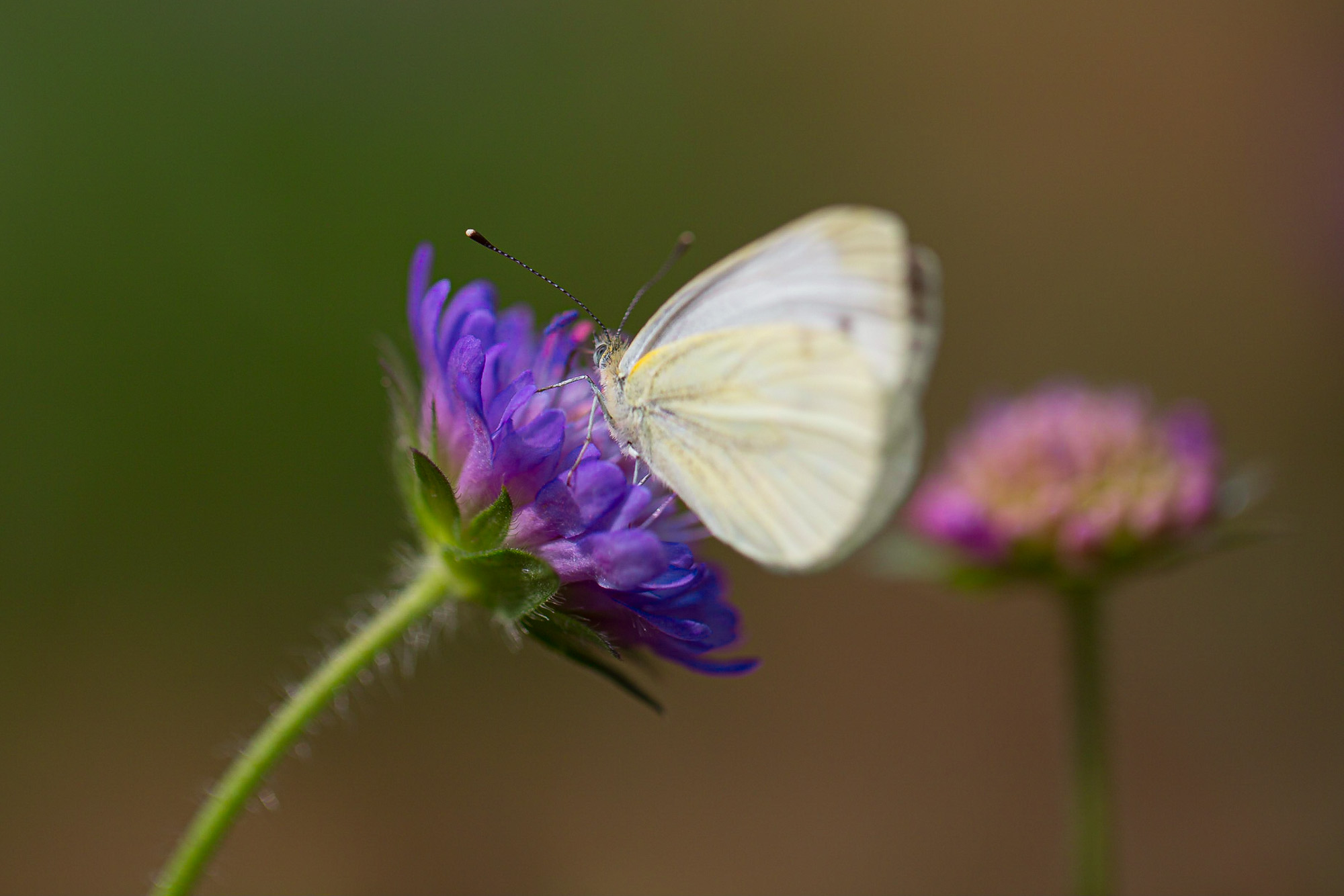 Schmetterling auf einer Skabiosa