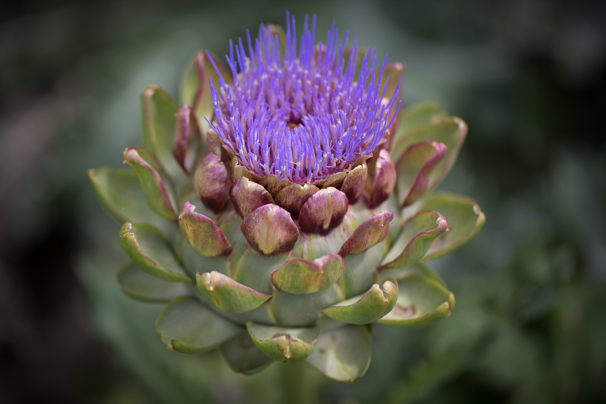 Cynara scolymus Artischocke 